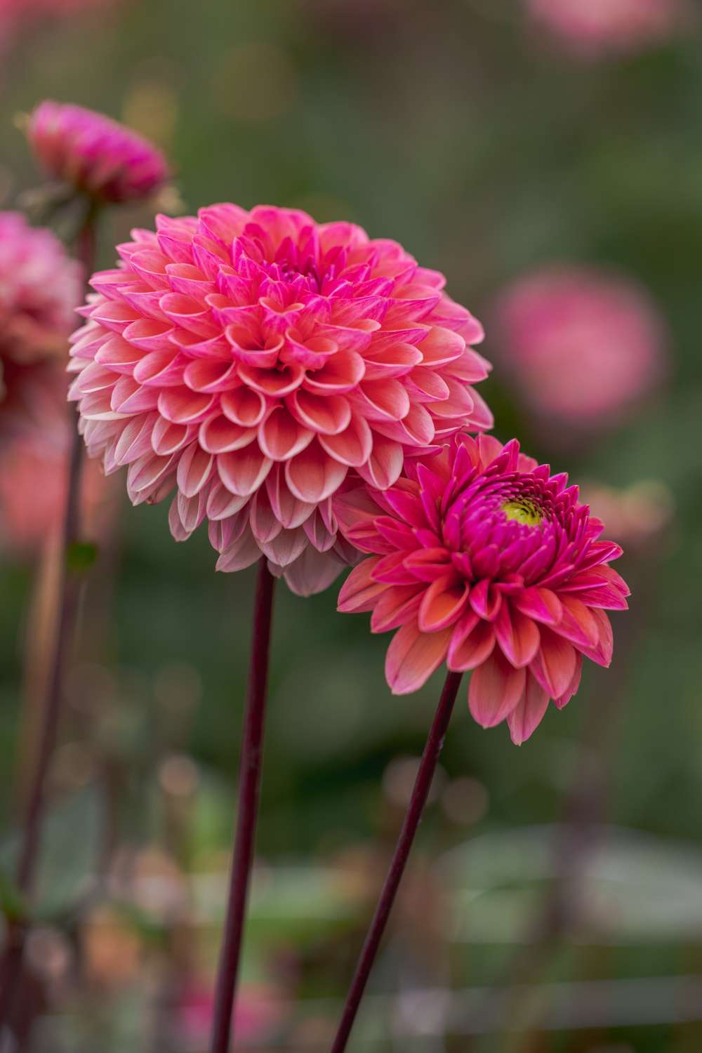 Dahlia 'Daisy Duke'
